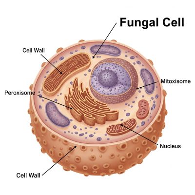 Gemini_Generated_Image_jrbuurjrbuurjrbu(1)